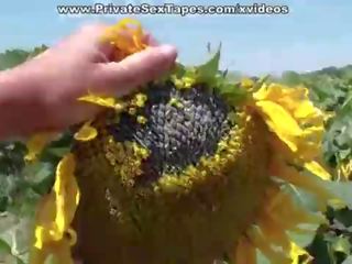 असली जुनून की किशोर का कपल में the क्षेत्र की sunflowers